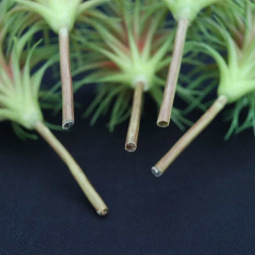 Lot of 5 - Tillandsia Air Plant Picks 7